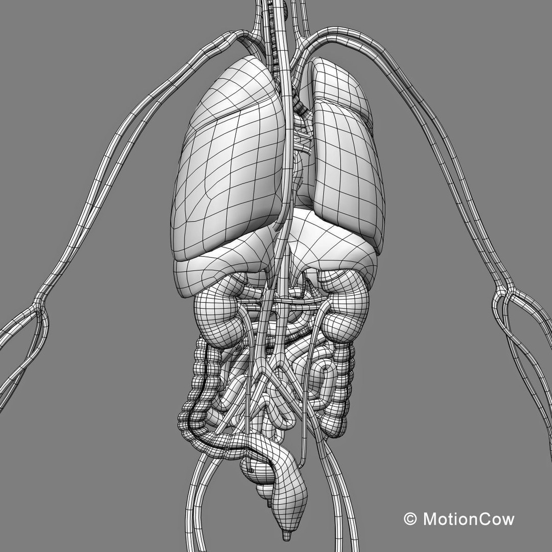 Human Skeleton Anatomy 3D Model – Detailed Nervous System, PBR, Game Ready - View 66