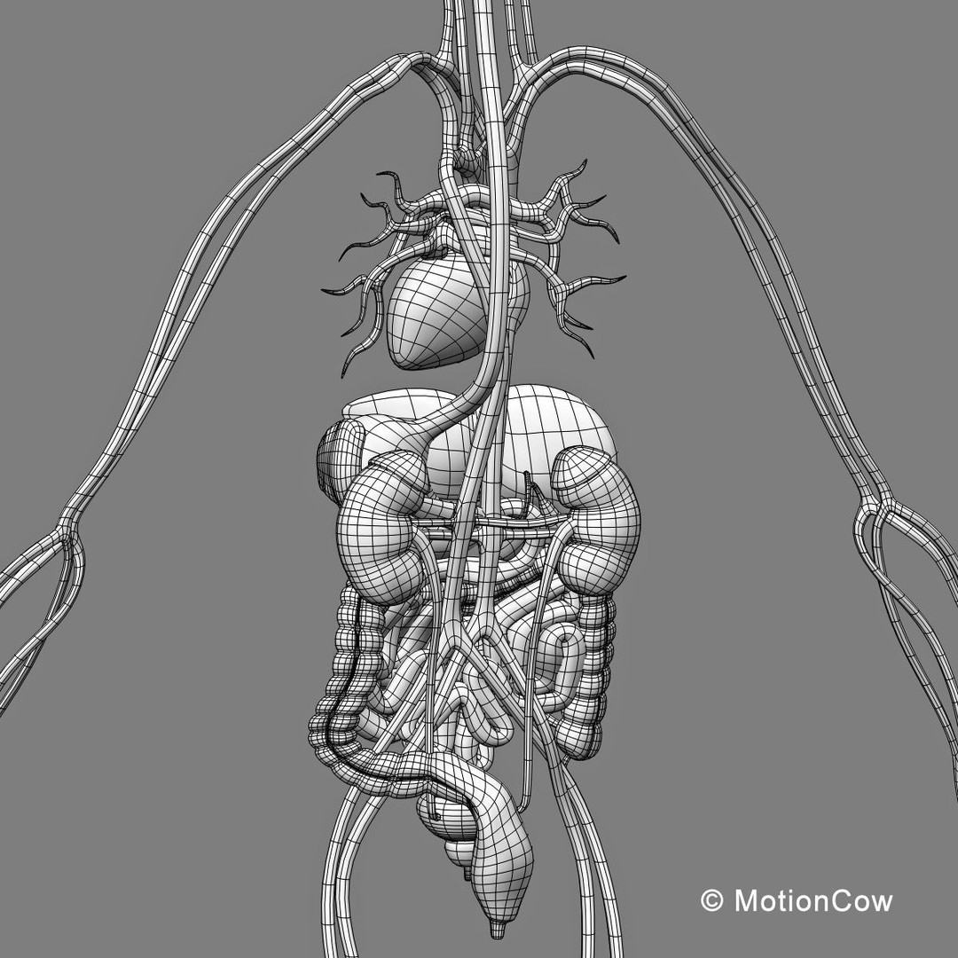 Human Skeleton Anatomy 3D Model – Detailed Nervous System, PBR, Game Ready - View 67