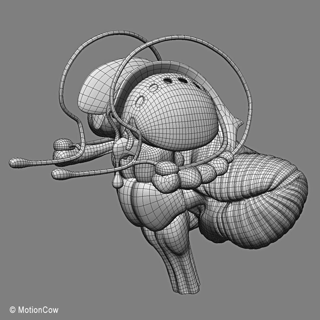 Human Skeleton Anatomy 3D Model – Detailed Nervous System, PBR, Game Ready - View 70