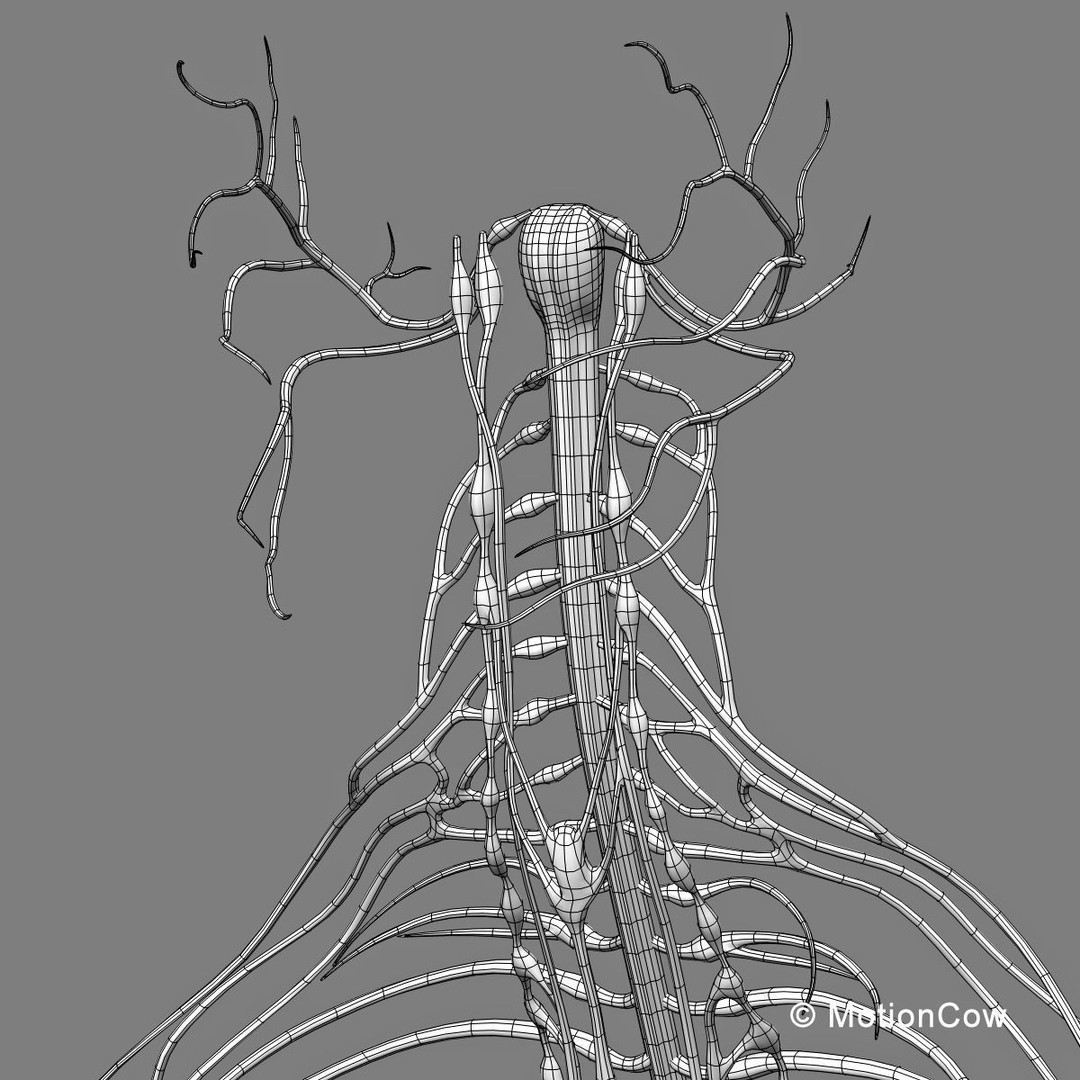 Human Skeleton Anatomy 3D Model – Detailed Nervous System, PBR, Game Ready - View 71