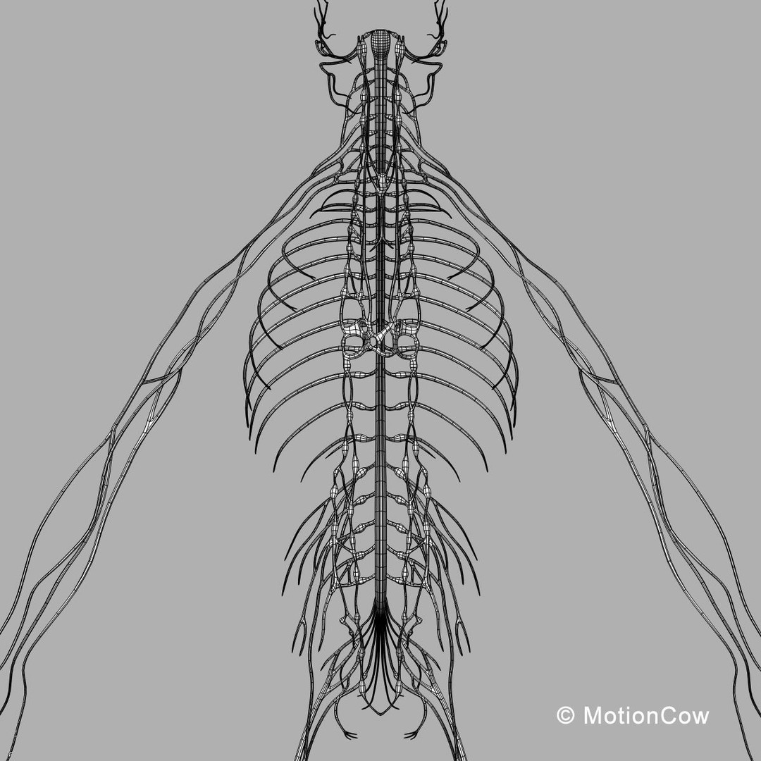 Human Skeleton Anatomy 3D Model – Detailed Nervous System, PBR, Game Ready - View 72