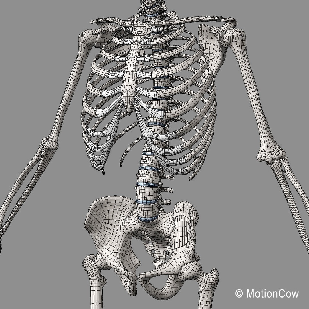 Human Skeleton Anatomy 3D Model – Detailed Nervous System, PBR, Game Ready - View 73