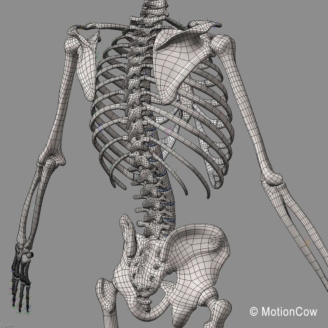Human Skeleton Anatomy 3D Model – Detailed Nervous System, PBR, Game Ready - View 74