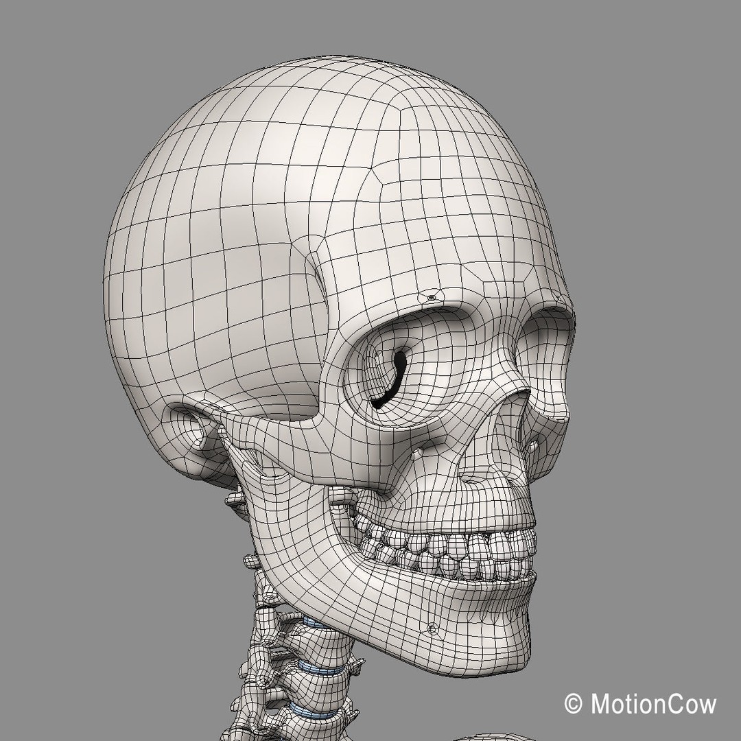 Human Skeleton Anatomy 3D Model – Detailed Nervous System, PBR, Game Ready - View 75