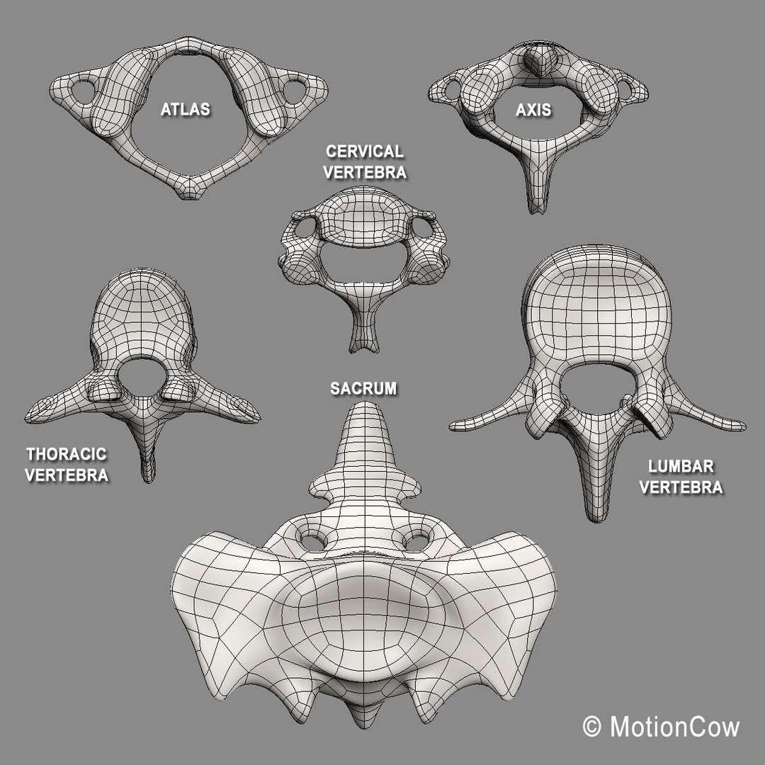 Human Skeleton Anatomy 3D Model – Detailed Nervous System, PBR, Game Ready - View 78