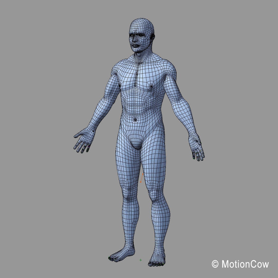 Human Skeleton Anatomy 3D Model – Detailed Nervous System, PBR, Game Ready - View 79