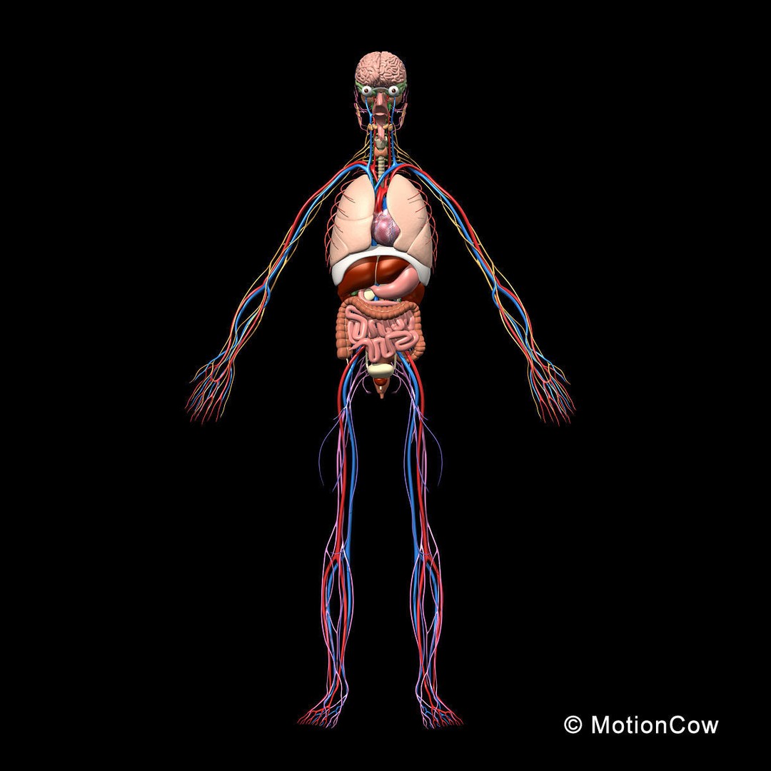 Human Skeleton Anatomy 3D Model – Detailed Nervous System, PBR, Game Ready - View 8