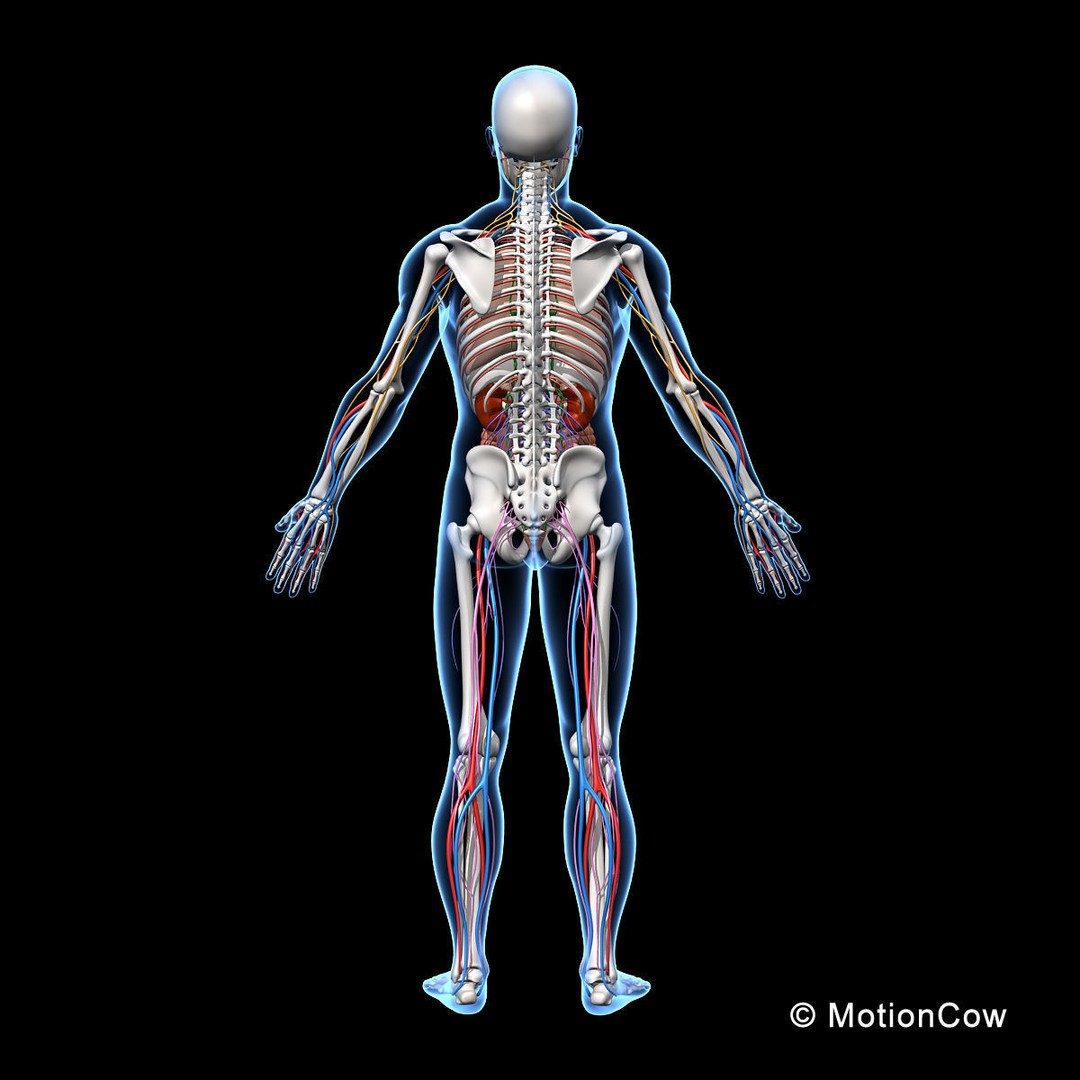 Human Skeleton Anatomy 3D Model – Detailed Nervous System, PBR, Game Ready - View 9