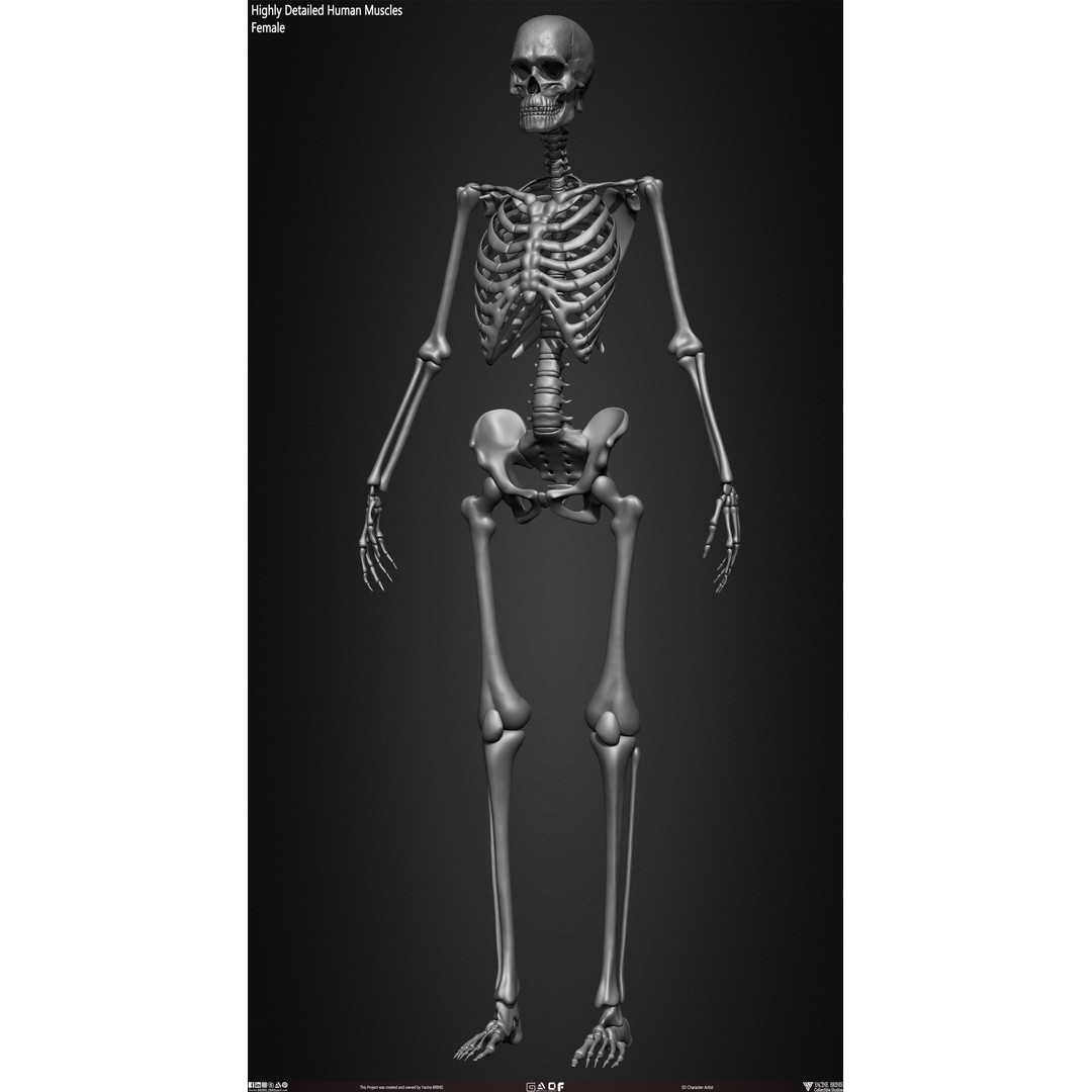 Human Female Skeleton 3D Model – Low Poly Anatomy Asset, OBJ, STL, ZTL