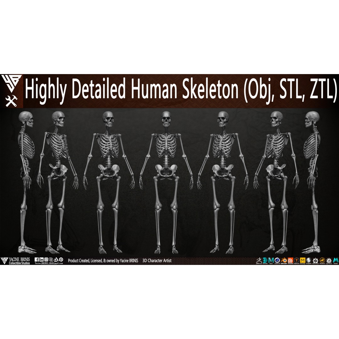 Human Female Skeleton 3D Model – Low Poly Anatomy Asset, OBJ, STL, ZTL - View 10