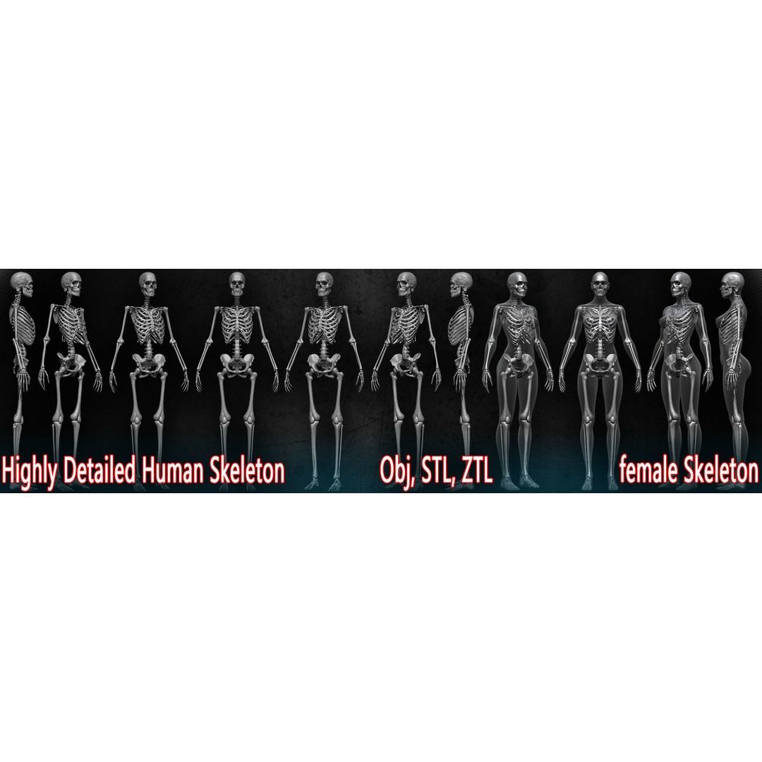 Human Female Skeleton 3D Model – Low Poly Anatomy Asset, OBJ, STL, ZTL - View 11