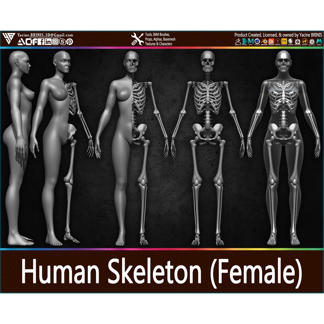 Human Female Skeleton 3D Model – Low Poly Anatomy Asset, OBJ, STL, ZTL - View 12