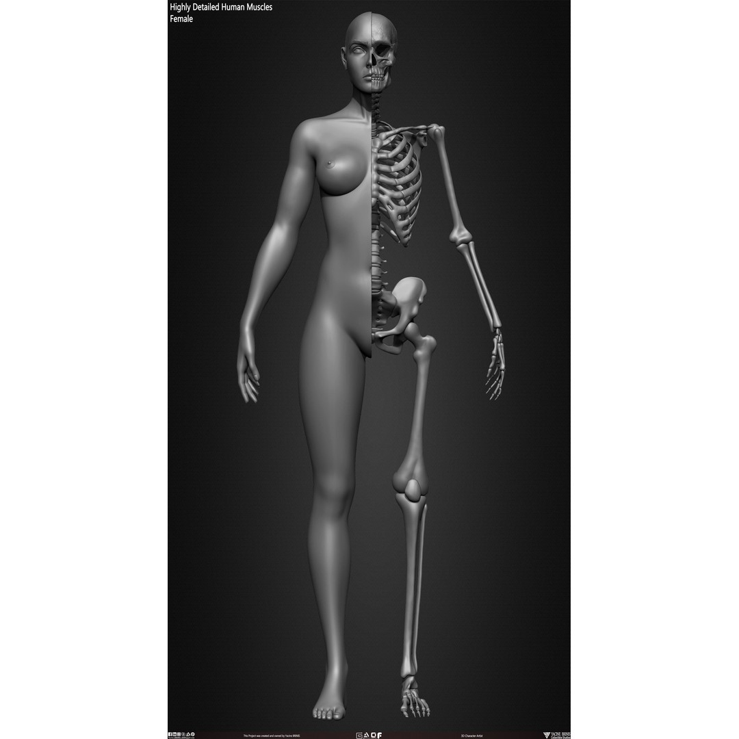 Human Female Skeleton 3D Model – Low Poly Anatomy Asset, OBJ, STL, ZTL - View 13