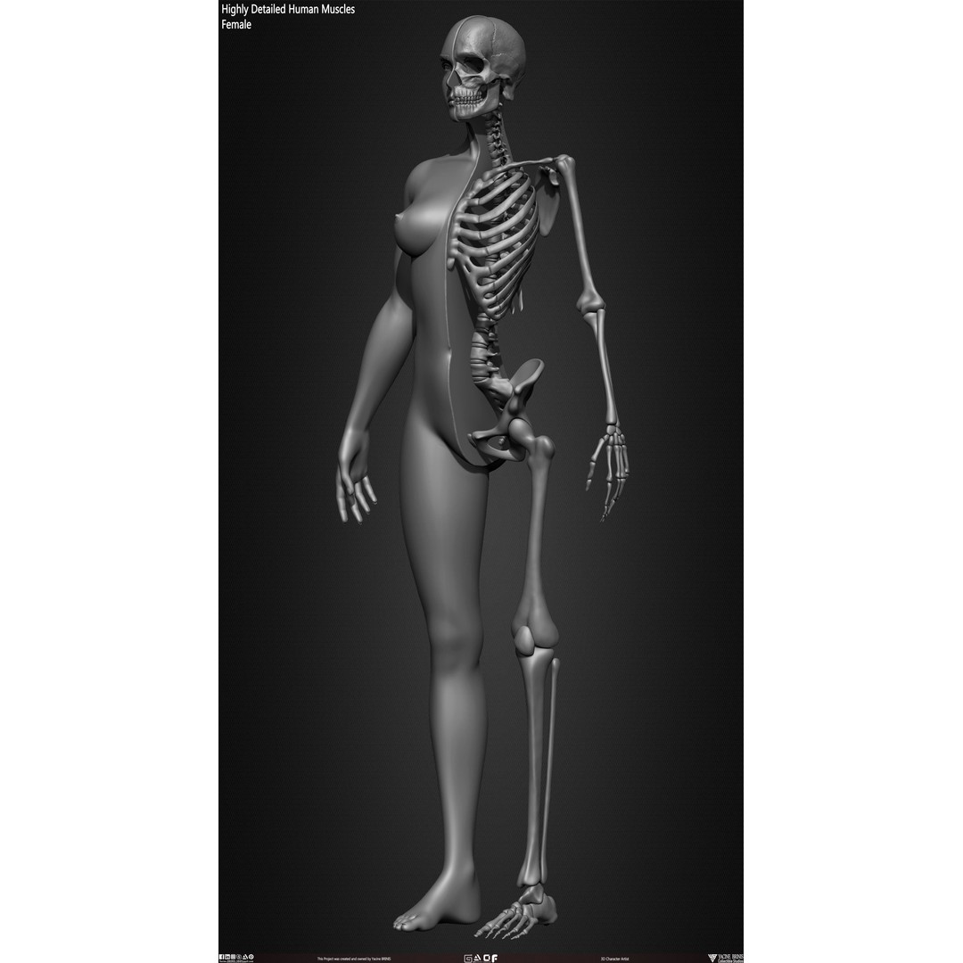 Human Female Skeleton 3D Model – Low Poly Anatomy Asset, OBJ, STL, ZTL - View 14