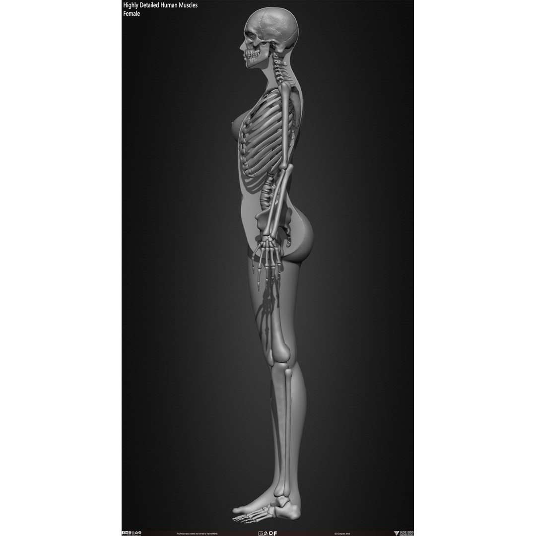 Human Female Skeleton 3D Model – Low Poly Anatomy Asset, OBJ, STL, ZTL - View 15