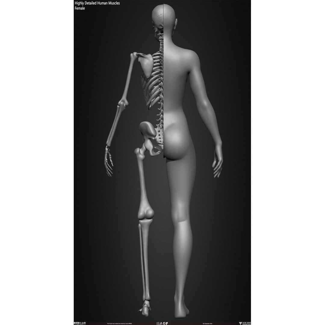 Human Female Skeleton 3D Model – Low Poly Anatomy Asset, OBJ, STL, ZTL - View 17
