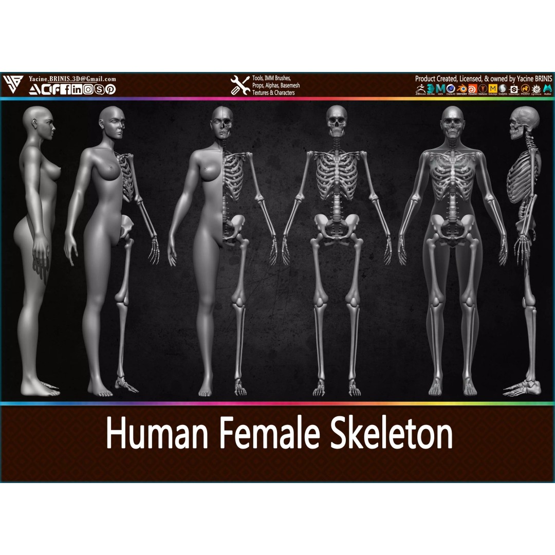 Human Female Skeleton 3D Model – Low Poly Anatomy Asset, OBJ, STL, ZTL - View 2
