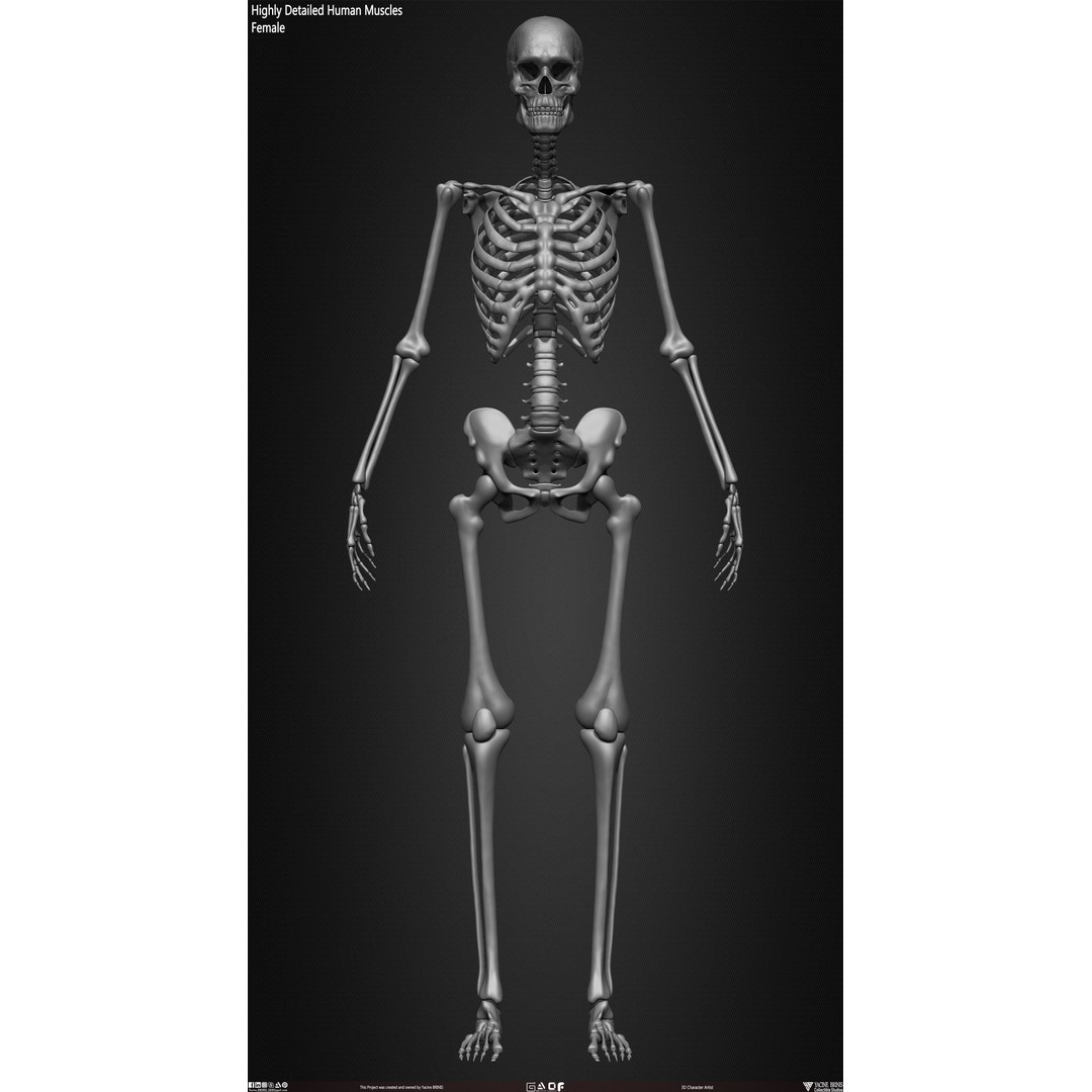 Human Female Skeleton 3D Model – Low Poly Anatomy Asset, OBJ, STL, ZTL - View 21