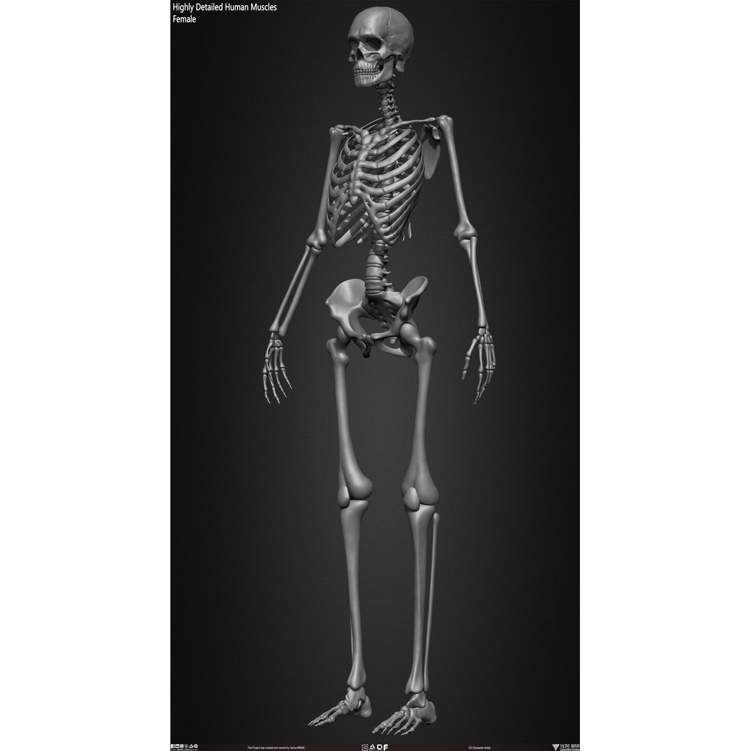 Human Female Skeleton 3D Model – Low Poly Anatomy Asset, OBJ, STL, ZTL - View 22