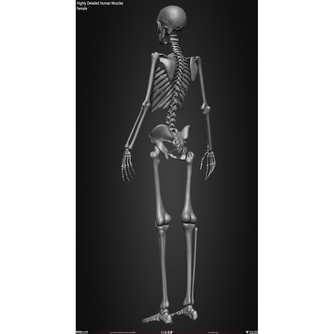 Human Female Skeleton 3D Model – Low Poly Anatomy Asset, OBJ, STL, ZTL - View 23