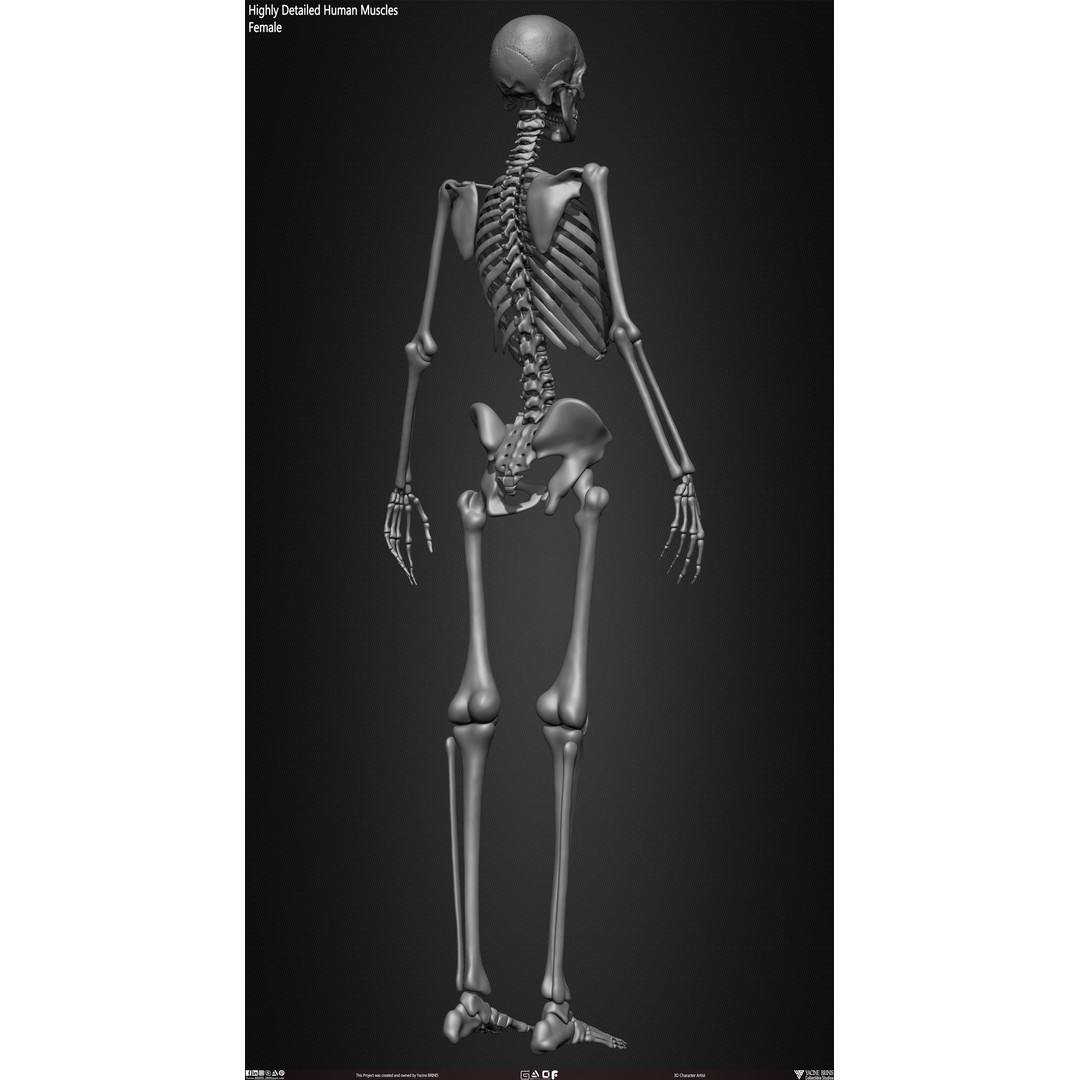 Human Female Skeleton 3D Model – Low Poly Anatomy Asset, OBJ, STL, ZTL - View 24