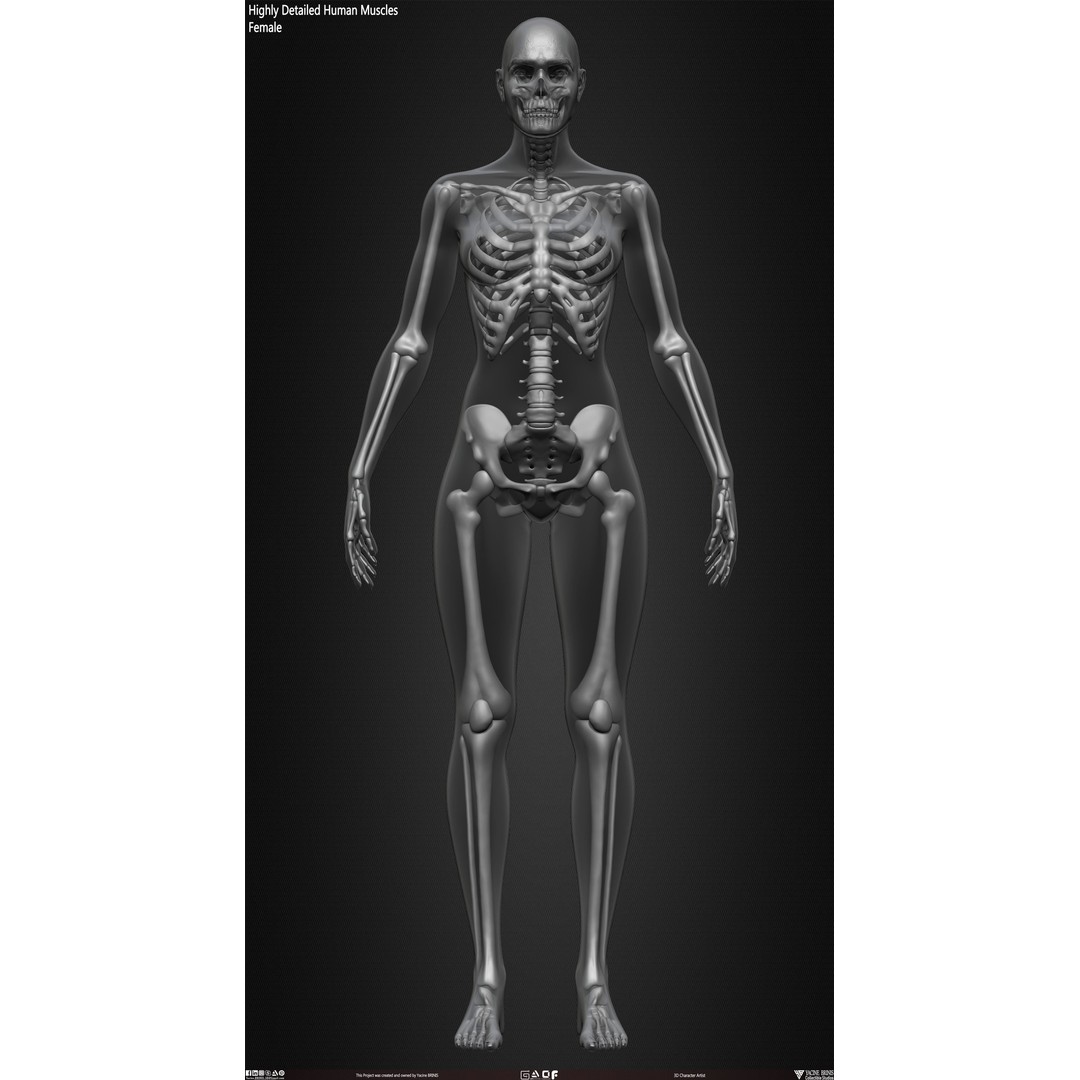 Human Female Skeleton 3D Model – Low Poly Anatomy Asset, OBJ, STL, ZTL - View 25