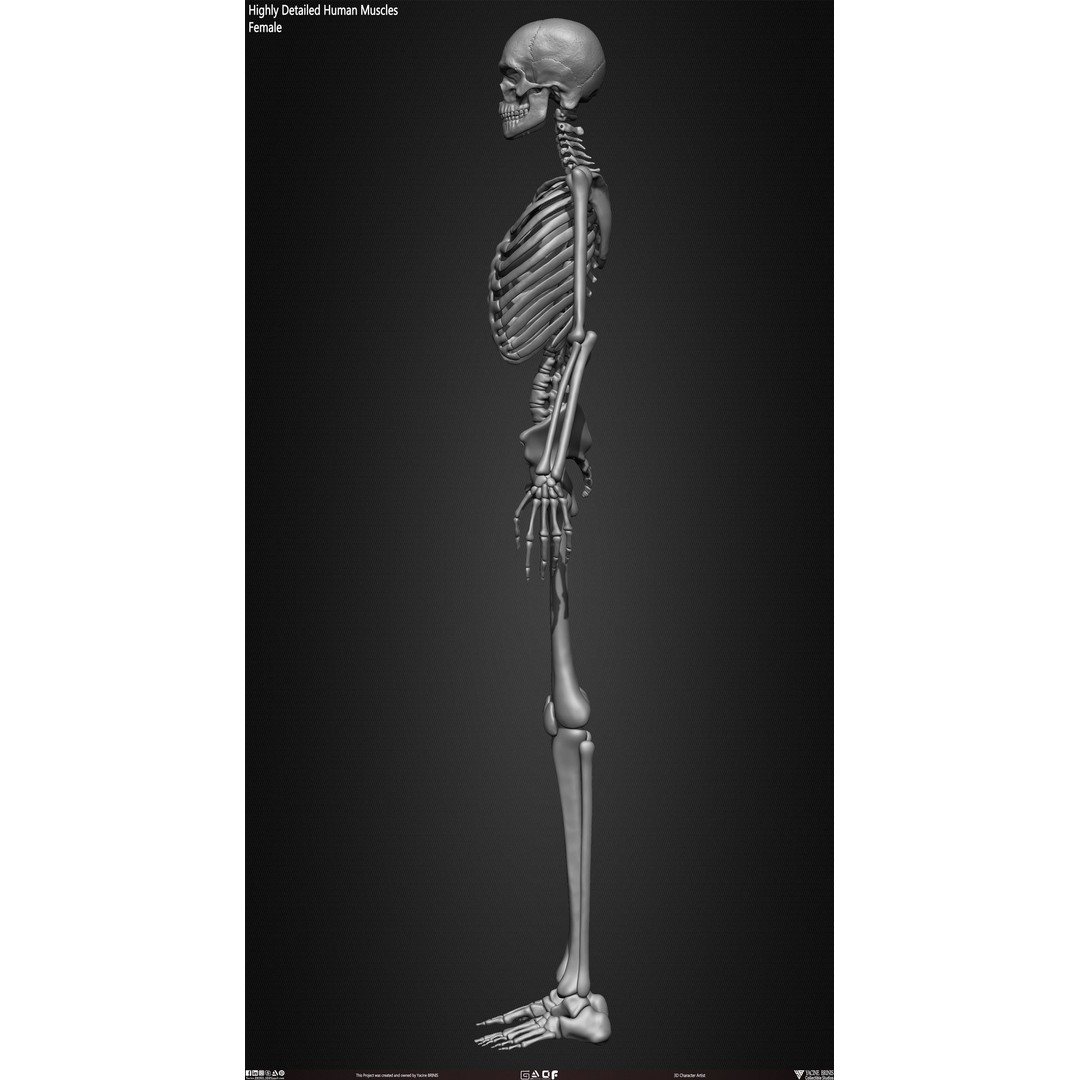 Human Female Skeleton 3D Model – Low Poly Anatomy Asset, OBJ, STL, ZTL - View 26
