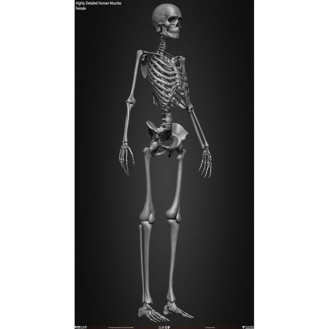 Human Female Skeleton 3D Model – Low Poly Anatomy Asset, OBJ, STL, ZTL - View 27