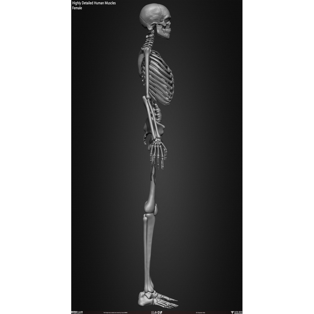 Human Female Skeleton 3D Model – Low Poly Anatomy Asset, OBJ, STL, ZTL - View 28