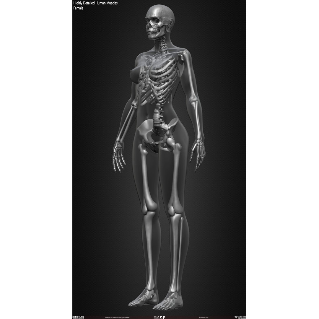 Human Female Skeleton 3D Model – Low Poly Anatomy Asset, OBJ, STL, ZTL - View 29