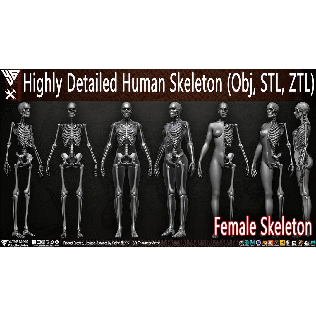 Human Female Skeleton 3D Model – Low Poly Anatomy Asset, OBJ, STL, ZTL - View 3