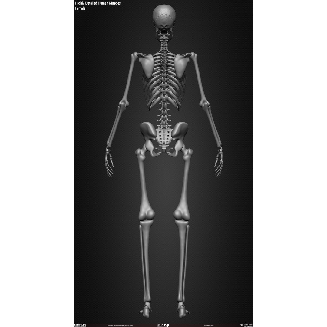 Human Female Skeleton 3D Model – Low Poly Anatomy Asset, OBJ, STL, ZTL - View 30