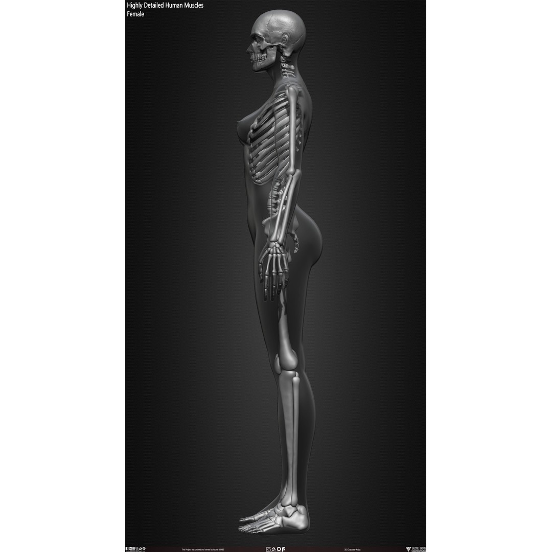 Human Female Skeleton 3D Model – Low Poly Anatomy Asset, OBJ, STL, ZTL - View 31
