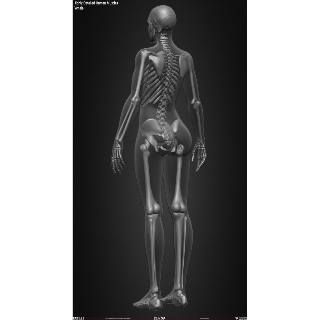 Human Female Skeleton 3D Model – Low Poly Anatomy Asset, OBJ, STL, ZTL - View 33