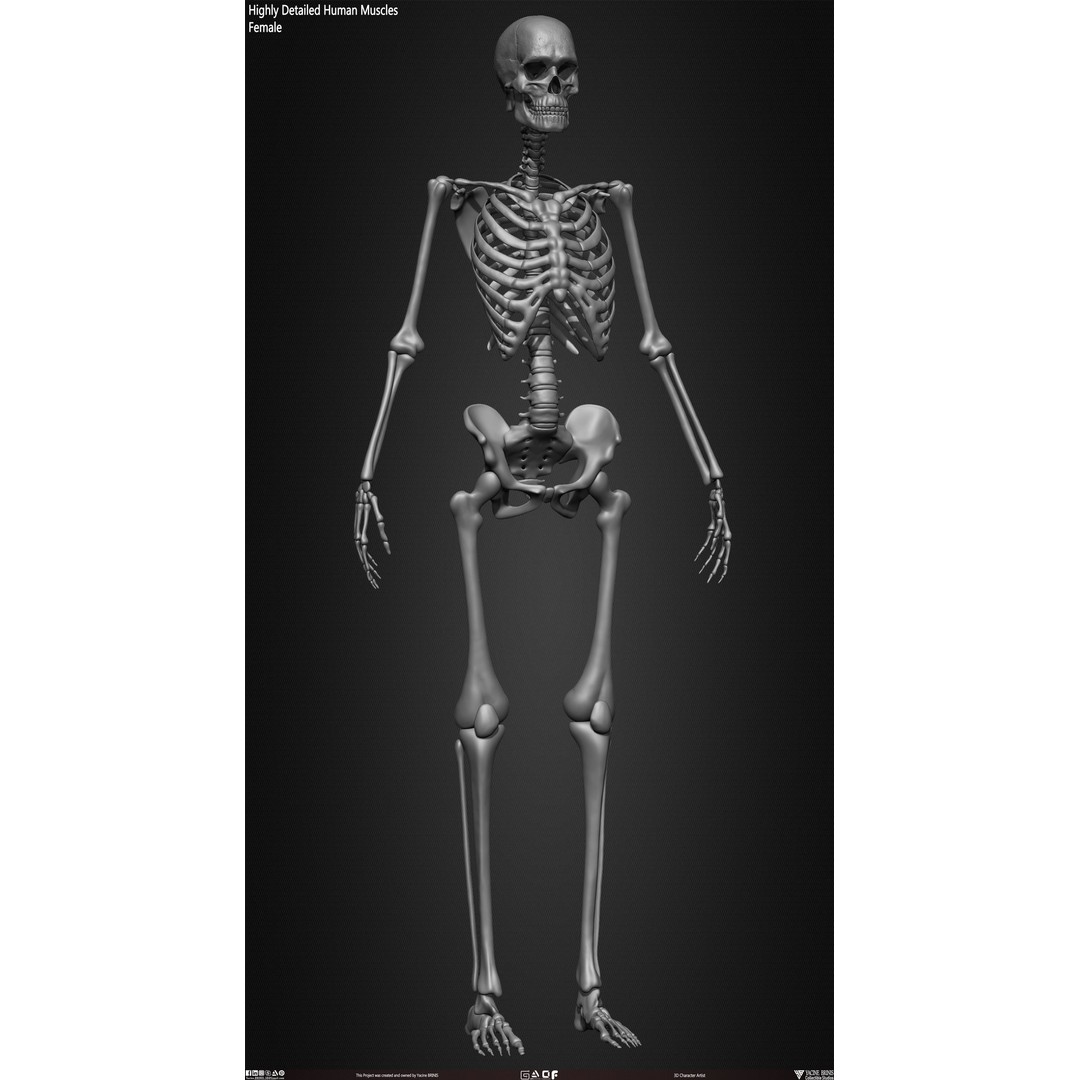Human Female Skeleton 3D Model – Low Poly Anatomy Asset, OBJ, STL, ZTL - View 34