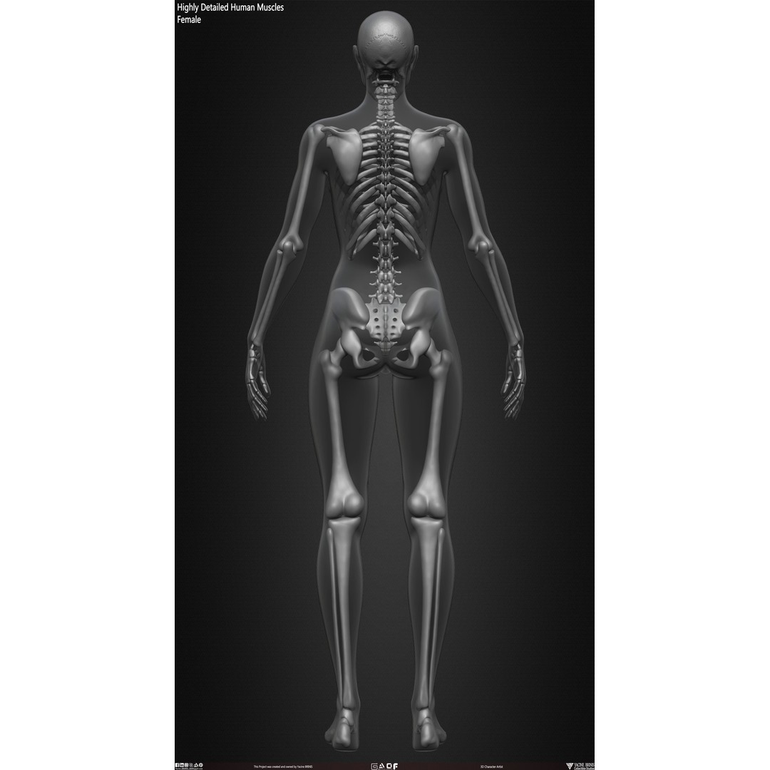 Human Female Skeleton 3D Model – Low Poly Anatomy Asset, OBJ, STL, ZTL - View 35