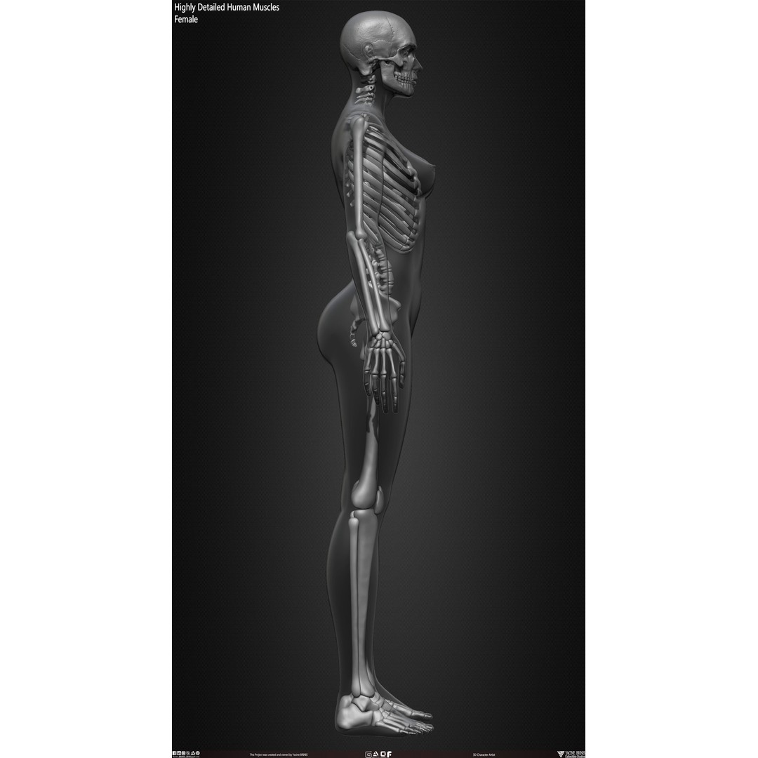 Human Female Skeleton 3D Model – Low Poly Anatomy Asset, OBJ, STL, ZTL - View 36
