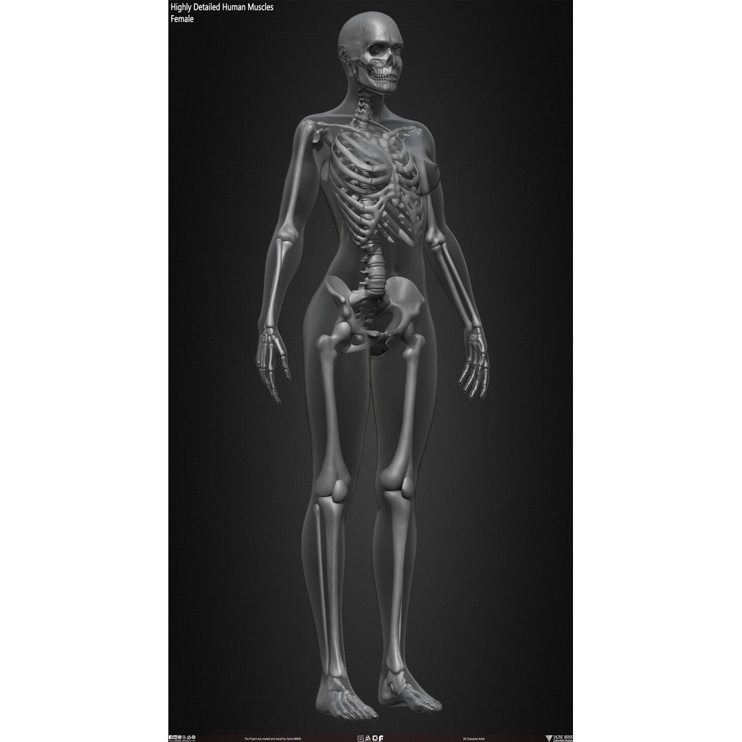 Human Female Skeleton 3D Model – Low Poly Anatomy Asset, OBJ, STL, ZTL - View 37