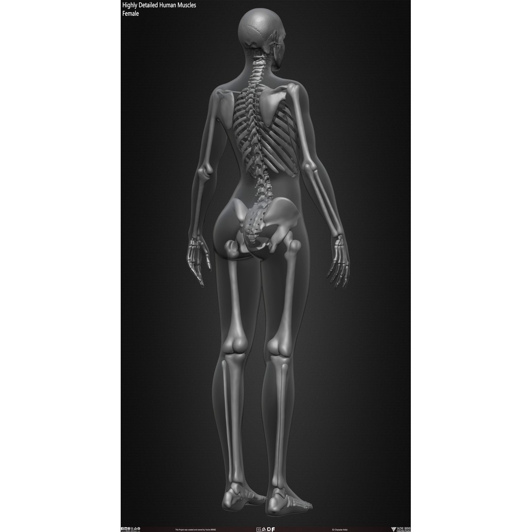 Human Female Skeleton 3D Model – Low Poly Anatomy Asset, OBJ, STL, ZTL - View 38