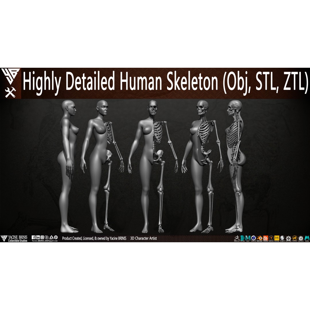 Human Female Skeleton 3D Model – Low Poly Anatomy Asset, OBJ, STL, ZTL - View 4