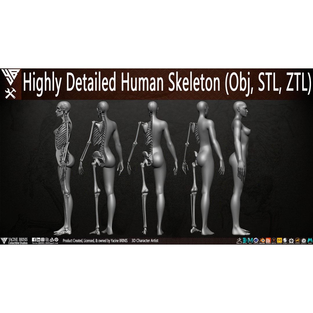 Human Female Skeleton 3D Model – Low Poly Anatomy Asset, OBJ, STL, ZTL - View 5
