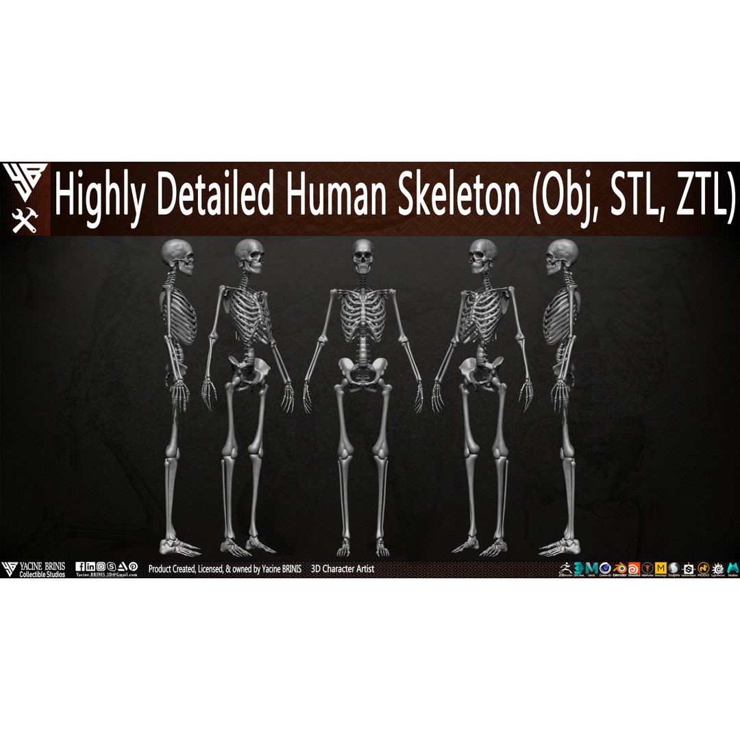 Human Female Skeleton 3D Model – Low Poly Anatomy Asset, OBJ, STL, ZTL - View 6