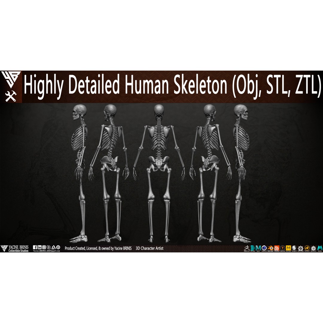 Human Female Skeleton 3D Model – Low Poly Anatomy Asset, OBJ, STL, ZTL - View 7