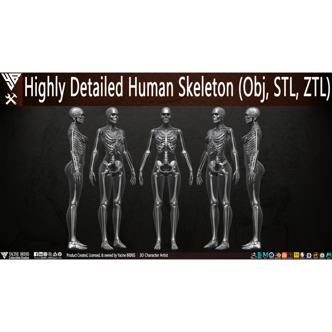 Human Female Skeleton 3D Model – Low Poly Anatomy Asset, OBJ, STL, ZTL - View 8