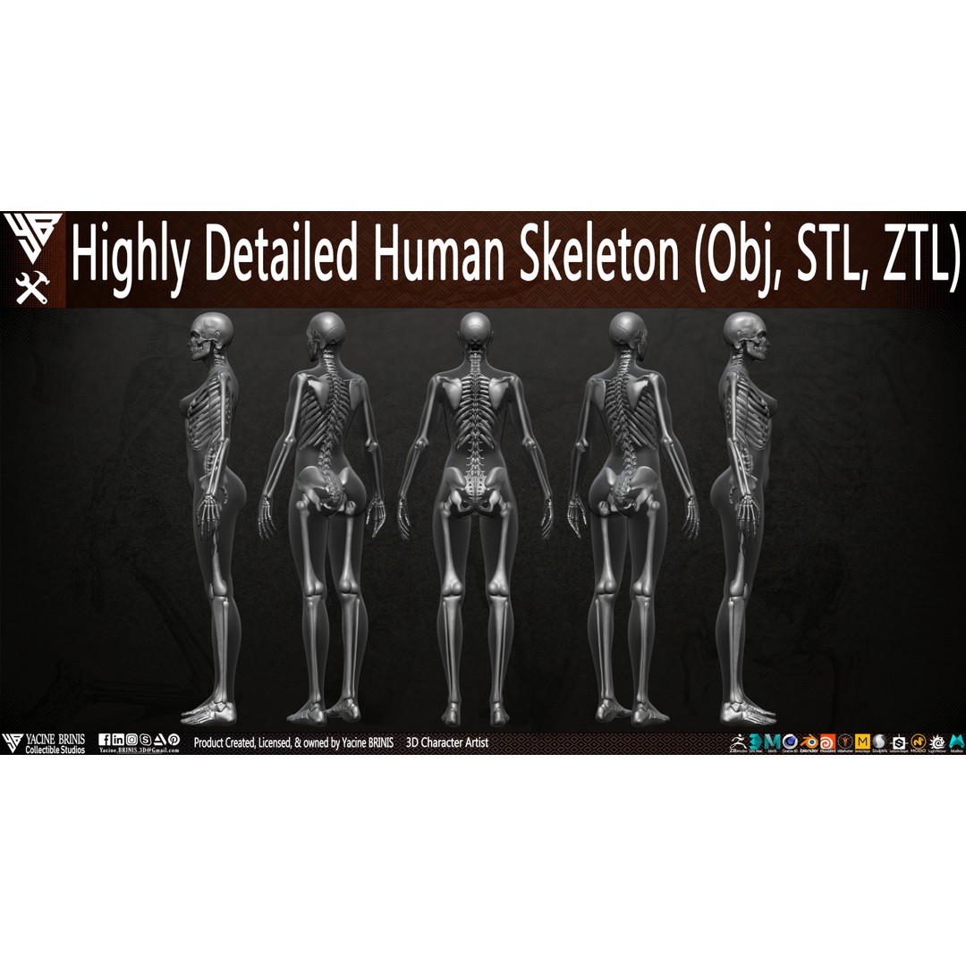 Human Female Skeleton 3D Model – Low Poly Anatomy Asset, OBJ, STL, ZTL - View 9