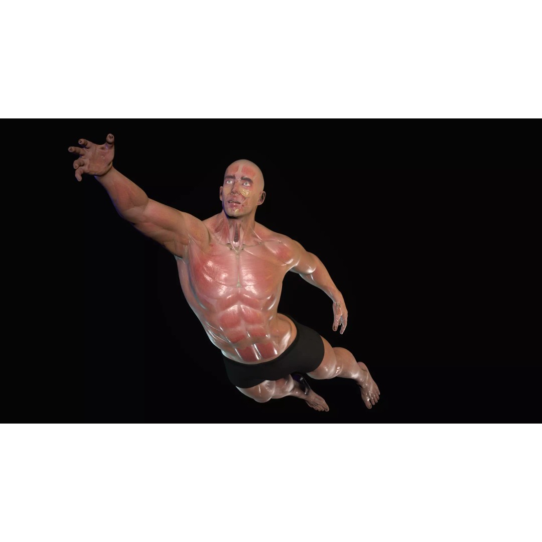 Anatomy 3D Model – Low Poly Character Rigged for Animation