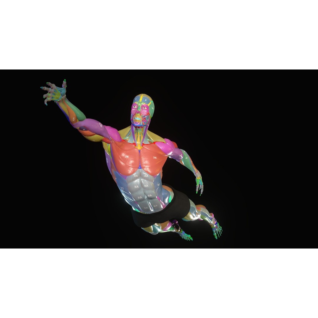 Anatomy 3D Model – Low Poly Character Rigged for Animation - View 2