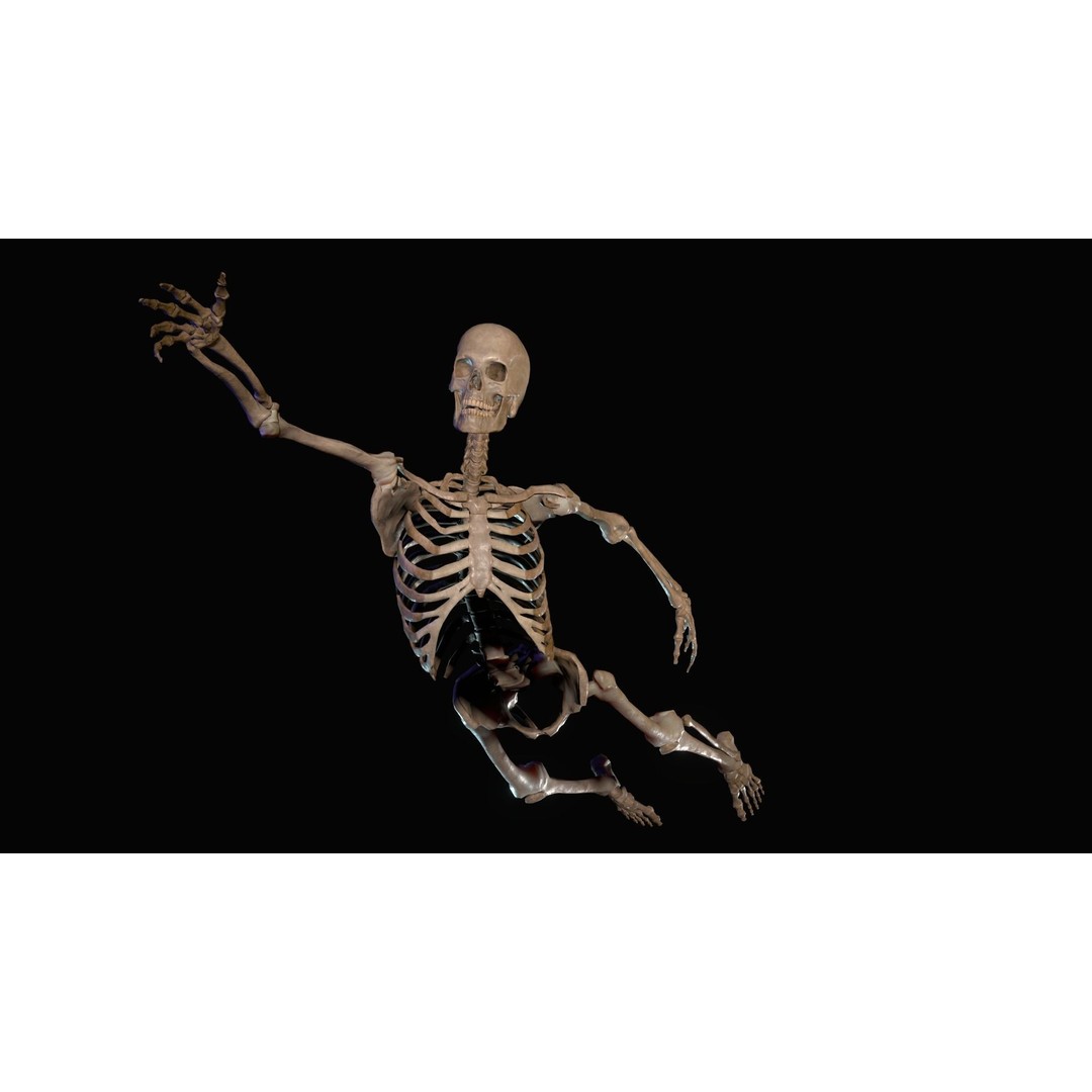 Anatomy 3D Model – Low Poly Character Rigged for Animation - View 4