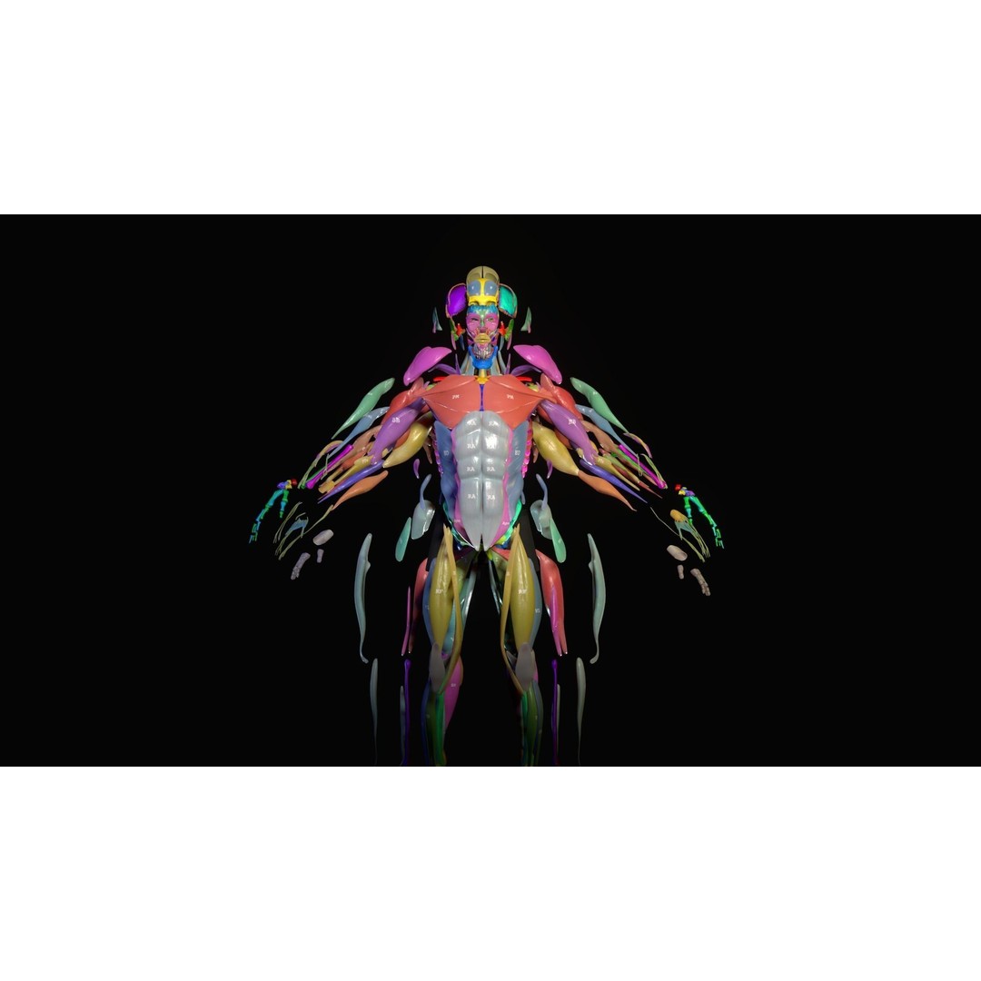 Anatomy 3D Model – Low Poly Character Rigged for Animation - View 5