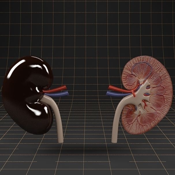 Kidney 3D Model – Anatomical Cross Section & Complete Organ, FBX